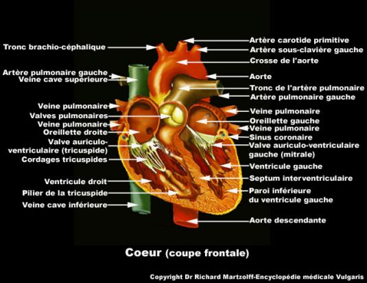 dissertation connaissance du coeur humain