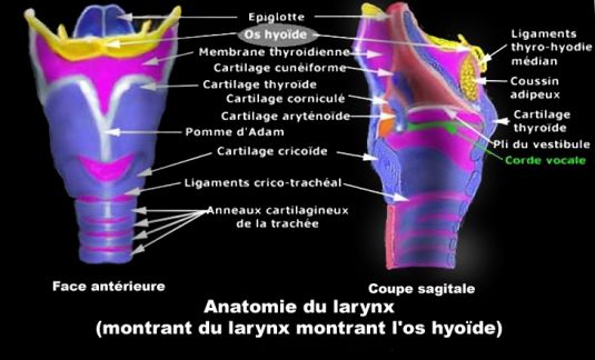 Image, Photo Larynx et os hyoïde (anatomie), ORL ...