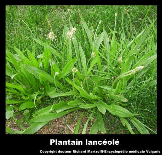 Image, Photo Plantain, Plantes médicinales - Vulgaris Médical