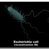 Escherichia coli (modélisation 3D)