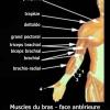 Bras (anatomie des muscles de la face antérieure)