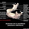 Mandibule (anatomie)
