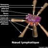 Nœud lymphatique (ganglion lymphatique)