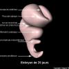Embryon de 25 jours (schéma)