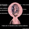 Fœtus de 12 semaines dans l&#039;utérus maternel (schéma)