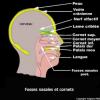 Fosses nasales et cornets (anatomie schématique)