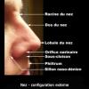 Nez de profil (anatomie externe)