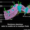 Membrane plasmique (structure)