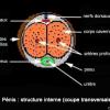 Pénis : structure interne (coupe transversale)