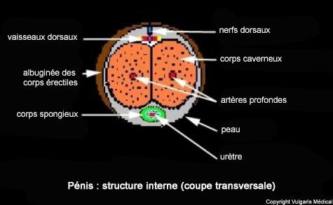 Pénis : structure interne (coupe transversale)