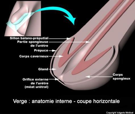 Verge : anatomie interne (coupe horizontale)