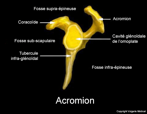 Acromion