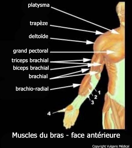 Bras (anatomie des muscles de la face postérieure)