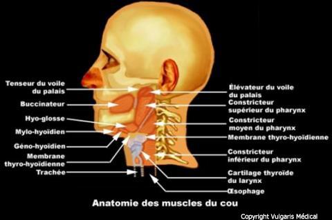 Cou - anatomie des muscles