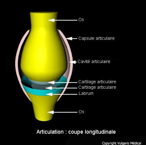 Articulation : coupe longitudinale (schéma)