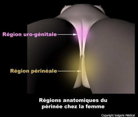 Périnée (régions anatomiques)
