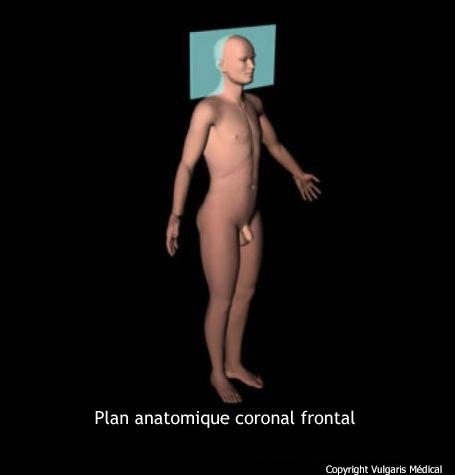 Plan anatomique coronal frontal (schéma)
