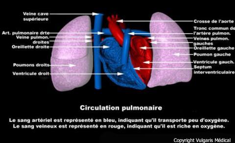 Circulation pulmonaire