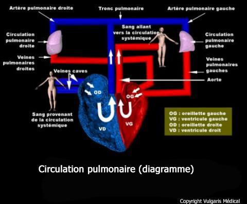Circulation pulmonaire (diagramme)