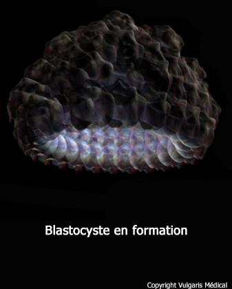 Blastocyste en formation