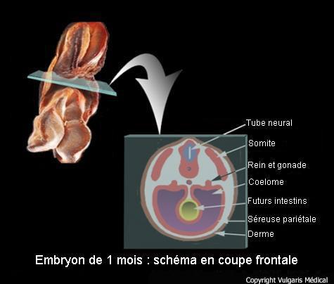 Embryon de 1 mois : schéma en coupe frontale