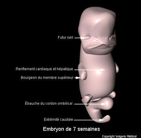 Embryon de 7 semaines (schéma)