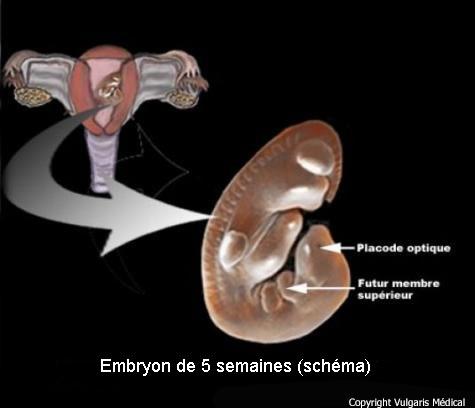 Embryon humain de 5 semaines (schéma)