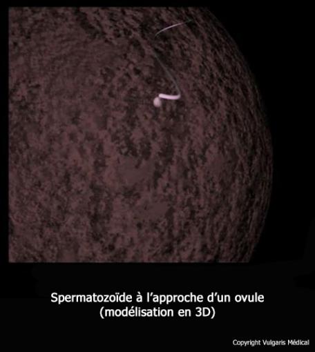 Spermatozoïde à l&#039;approche de l&#039;ovule