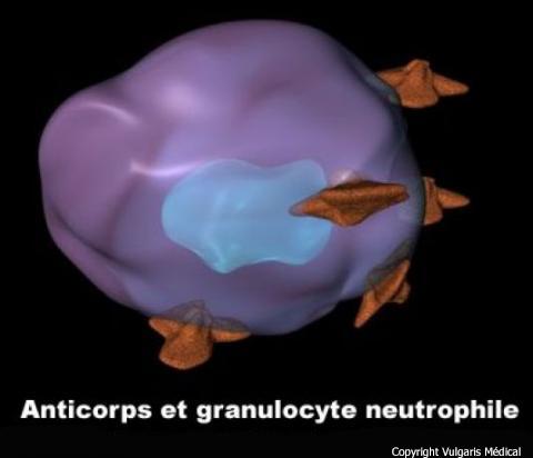 Anticorps et granulocyte neutrophile