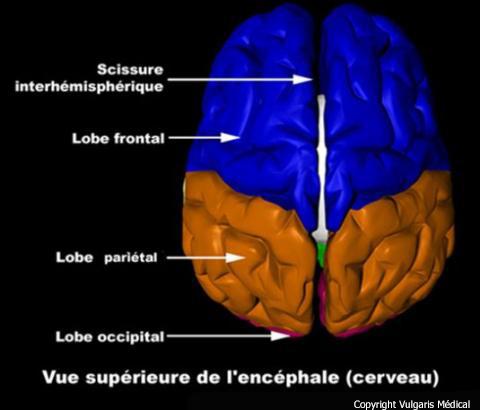 Cerveau (vue supérieure)