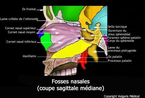 Fosses nasales : coupe sagittale médiane (schéma)