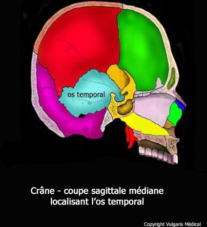 Crâne : coupe sagittale localisant l&#039;os temporal (schéma)