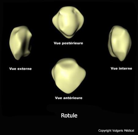 Rotule (anatomie générale)
