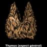 Thymus (aspect général)