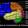 Cerveau - lobes et circonvolutions cérébrales de l&#039;hémisphère gauche