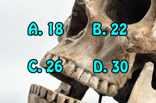 [Quizz] De combien d&#039;os se compose votre crâne ? 