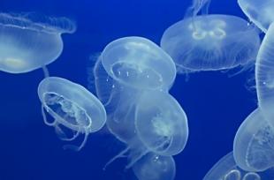 Urgence - Piqûre de méduse
