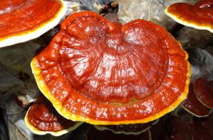Reishi : un champignon aux incroyables vertus médicinales