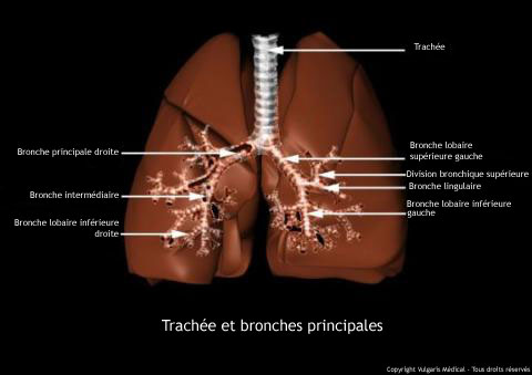 Bronchi Symptoms Causes And Treatments Bronchi Symptoms Causes And Treatments