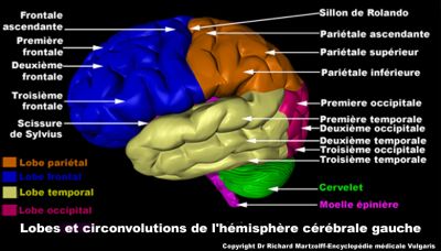 Mécanisme du langage dans le cerveau