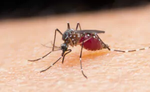 Zika : le point en 7 questions