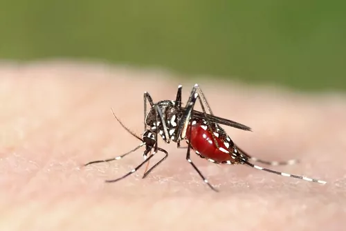 Le moustique tigre débarque en France avec une nouvelle maladie tropicale : la fièvre Zika