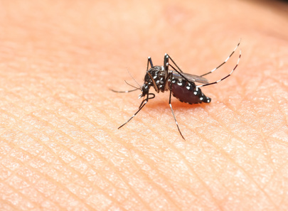 Zika, nouveau virus transmis par les moustiques, arrive en France