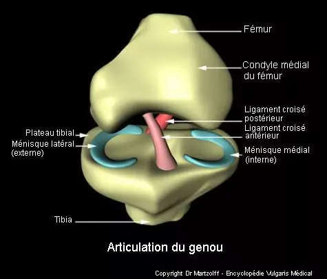 Articulation du genou (schéma)