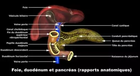 Foie, duodénum et pancréas (rapports anatomiques)
