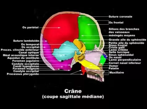Crâne (coupe sagittale médiane)