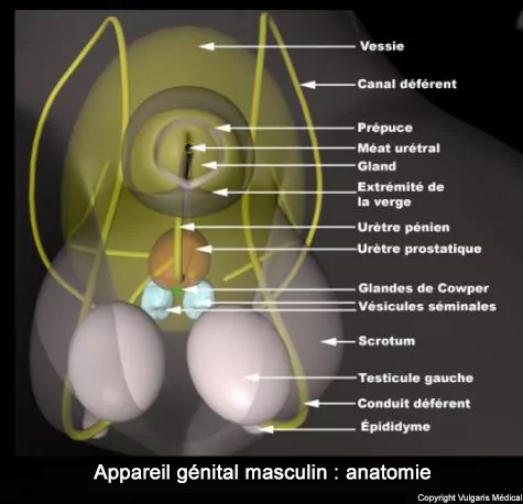 Appareil génital masculin : anatomie