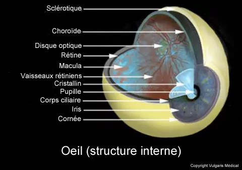 Œil - structure interne (schéma)