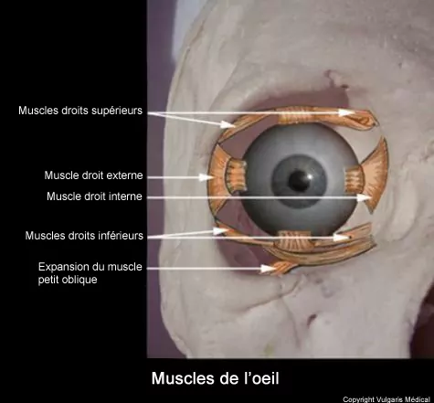 Œil - vue antérieure des muscles oculaires