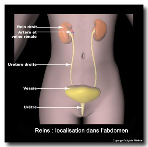 Reins : localisation dans l'abdomen
